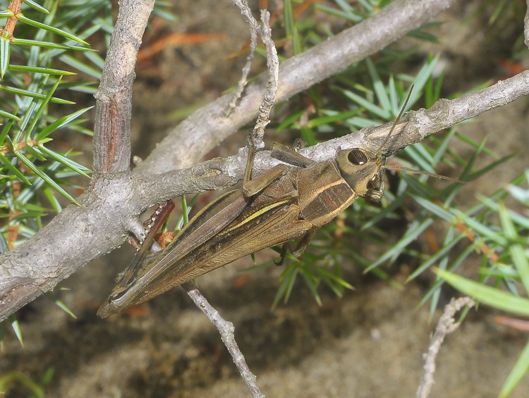 Cavalletta maremmana - Eyprepocnemis plorans
